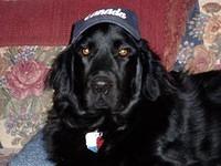 flatcoatedretriever jones