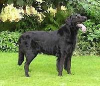 flatcoatedretriever laura