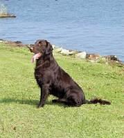 flatcoatedretriever postrozny