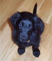 flatcoatedretriever sophiestratford