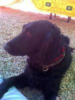 flatcoatedretriever wiessing