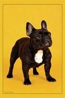 frenchbulldog Komolova