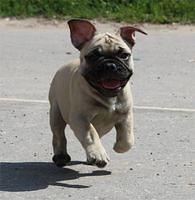 frenchbulldog belyakova
