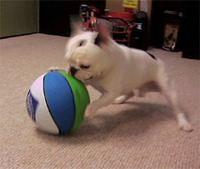 frenchbulldog casciato