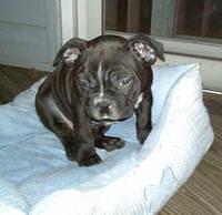 frenchbulldog cedor
