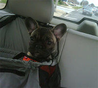 frenchbulldog deluca