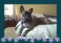 frenchbulldog stacey