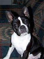 frenchbulldog wright