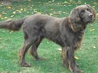 germanlonghairedpointers