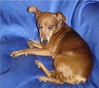 germanpinscher bertok