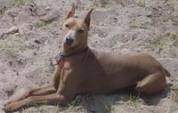 germanpinscher dickie