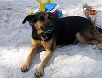 germanpinscher erica