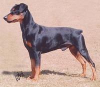 germanpinscher etchells