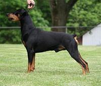 germanpinscher etchells2