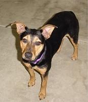 germanpinscher p001
