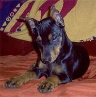 germanpinscher wynd