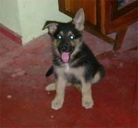 germanshepherddogs