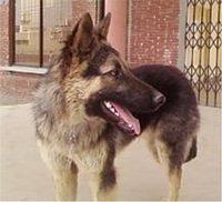 germanshepherd dogar