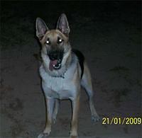 germanshepherd eliason