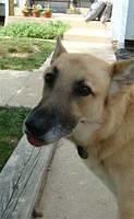 germanshepherd huskey