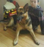 germanshepherd jenkins