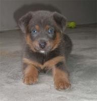 germanshepherd latchman