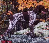 germanshorthairedpointers