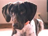 germanshorthairedpointer chapman