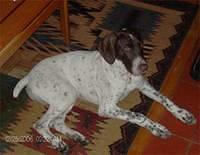 germanshorthairedpointer clauson