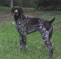 germanshorthairedpointer dale