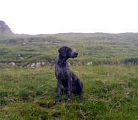 germanshorthairedpointer darcy