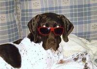 germanshorthairedpointer fortenbau