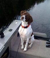 germanshorthairedpointer johnpam