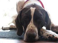 germanshorthairedpointer johnson