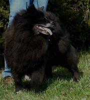 germanspitz nociarova
