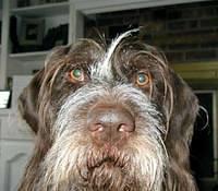 germanwirehairedpointers