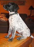 germanwirehairedpointer dickinson