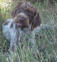germanwirehairedpointer marshall