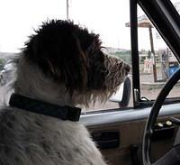 germanwirehairedpointer tyrrell