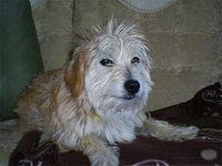 glenofimaalterrier bex