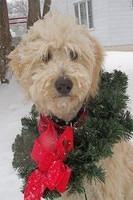 goldendoodles