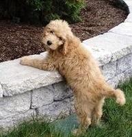 goldendoodle doodlesville
