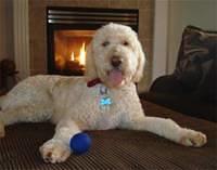goldendoodle franklin