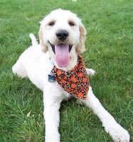 goldendoodle fritchman