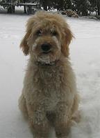 goldendoodle p002