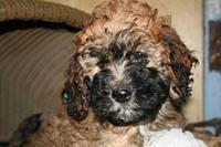 goldendoodle ramsay