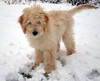 goldendoodle reed