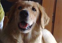 goldenretrievers