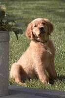 goldenretriever copper