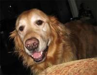 goldenretriever frevjonas